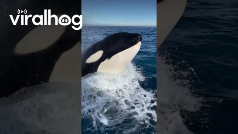 Orca Breaches Behind Boat || ViralHog