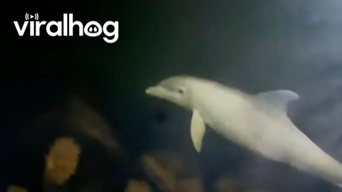 Dolphin And Boat Captain Are Best Friends || ViralHog