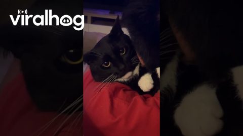 Cat Must Be Released || ViralHog