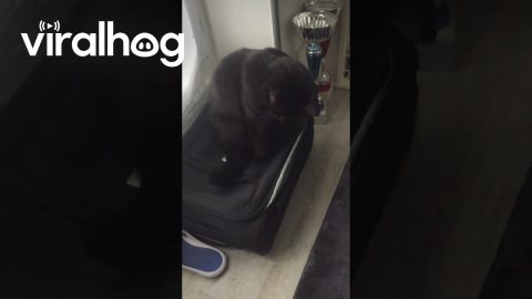 Cat Traps Sibling In Suitcase || ViralHog