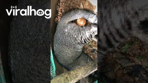 Mama Cat Sits On Her Eggs || ViralHog