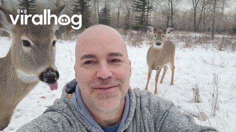 Reading Shakespeare to My Sweetest Whitetail Deer Friend || ViralHog