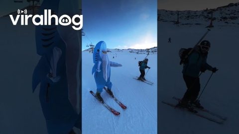 Shark Sideswipes Skier || ViralHog
