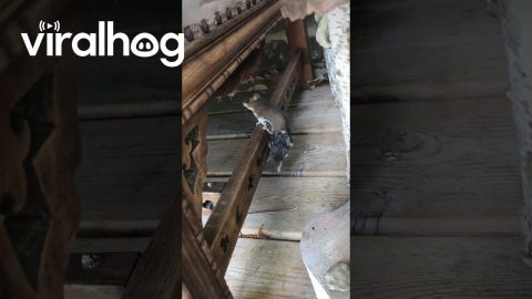 Mama Mouse and Babies Look for a Home || ViralHog