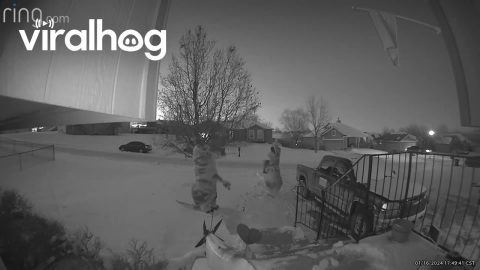Security Camera Catches T-Rexes Playing in the Snow || ViralHog