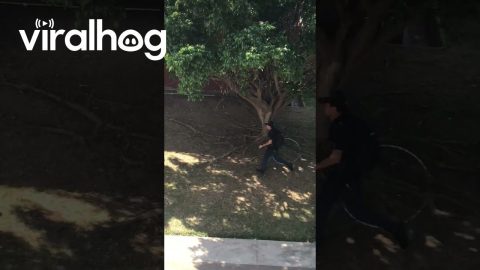 Dog Fleeing Hoop Bumps Into Student || ViralHog