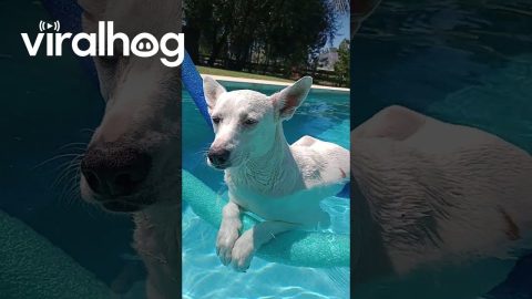 Dog Uses Pool Noodles to Float || ViralHog