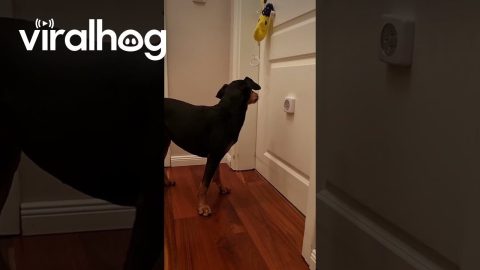 Amelie The Pinscher Tucks Herself In || ViralHog