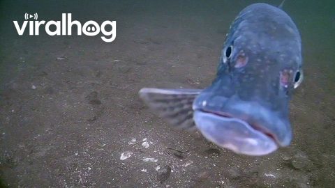 Northern Pike Bites Underwater Camera || ViralHog