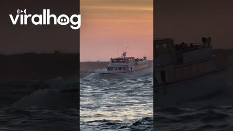 Whale Watching Boat Catches Waves Near San Diego || ViralHog