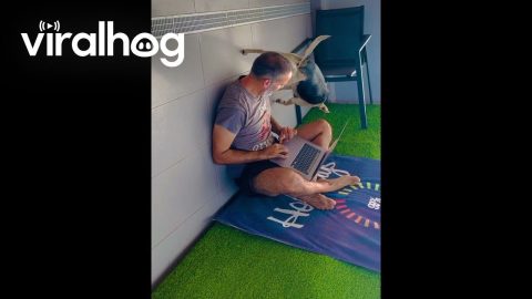 Spider-Dog Walks on Wall While Dad Works || ViralHog