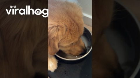 Good Boy Blows Bubbles || ViralHog