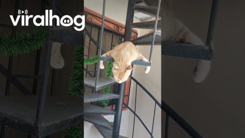 A Very Comfy Way To Sleep || ViralHog