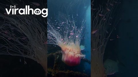 A Mesmerizing Lion's Mane Jellyfish || ViralHog