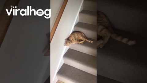 Cat Slinks Down the Stairs || ViralHog