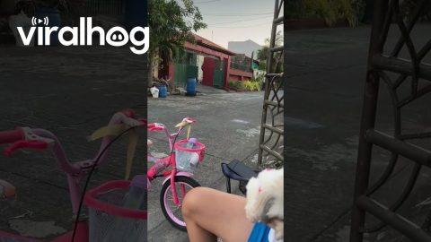 Shih Tzu Puppy Does a Ninja Kick || ViralHog