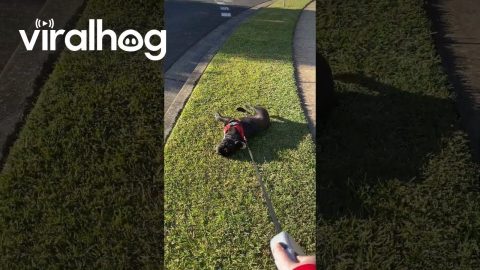 French Bulldog Refuses to Cooperate On Walk || ViralHog