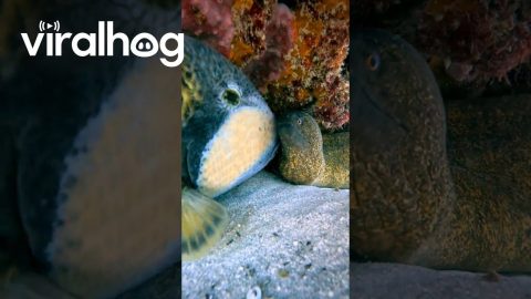 A Trigger Fish and a Moray Eel in Love || ViralHog