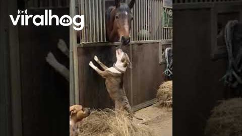 Dog and Horse Share a Tender Moment || ViralHog