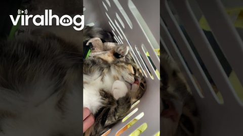 Cat Curls Up In Laundry Basket || ViralHog