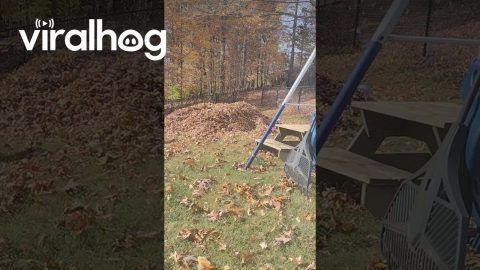 Corgi Leaps Into Leaf Pile || ViralHog
