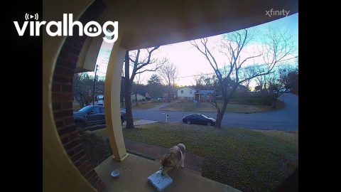 Porch Pirate Pooch Steals Package Off Porch || ViralHog