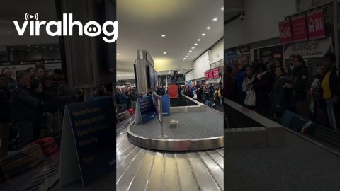 Airport Employee Carries Baggage After Belt Breaks || ViralHog