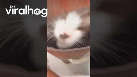 Kitten Jumps From Laundry Basket || ViralHog