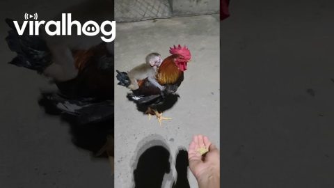 Monkey Rides On Chicken's Back || ViralHog