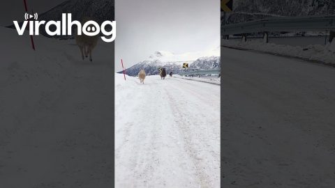 Sheep Bounces Down Mountain Road || ViralHog