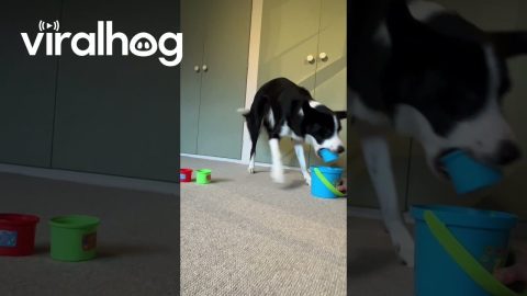 Border Collie Loves Stacking Cups || ViralHog