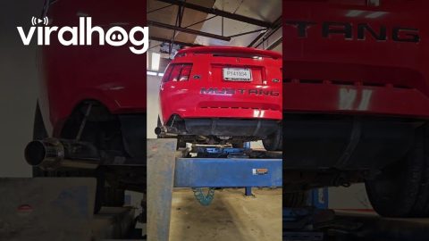 Mechanic Makes Unexpected Discovery During Mustang GT Inspection || ViralHog