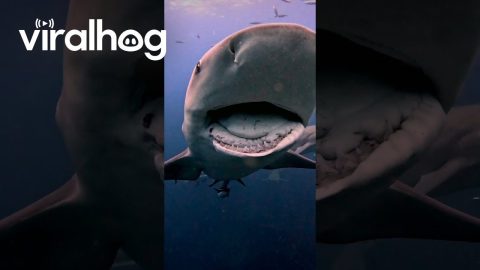 A Shark With A Broken Jaw || ViralHog