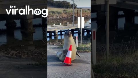 Neil the Seal Plays With a Traffic Cone || ViralHog