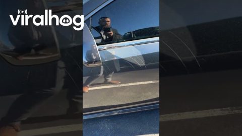 Wild Animal Damages Cadillac at Dealership || ViralHog