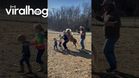 Mini Horse Conga Line || ViralHog