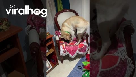 Dog Gets a Christmas Present Too || ViralHog