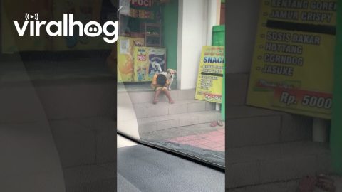 Dog Comforts Sad Boy On The Street || ViralHog