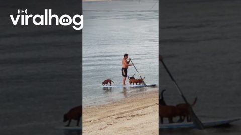 Dogs Hitch a Ride on Paddleboard || ViralHog