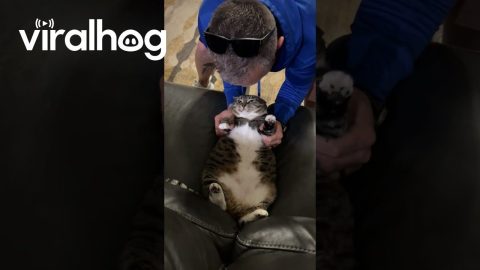 Grumpy Kitty Gets A Kiss || ViralHog