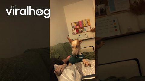 Podenco Pup Wants Walkies || ViralHog