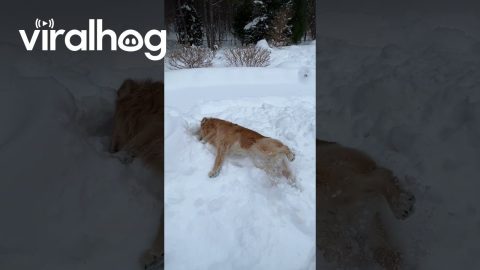 Golden Retriever Tries To Burrow || ViralHog