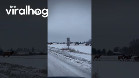 A Migrating Herd Of Elk || ViralHog