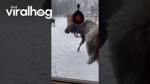Dogs Alert to Moose in Back Yard || ViralHog