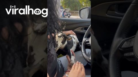 A Cutie Calf In The Car || ViralHog