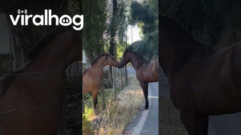 Escaped Horse Ignores Owner || ViralHog