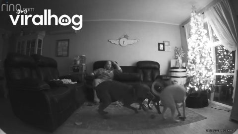 Dogs Topple The Tree || ViralHog