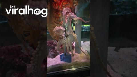 Octopus Takes a Net and Won't Give it Back || ViralHog