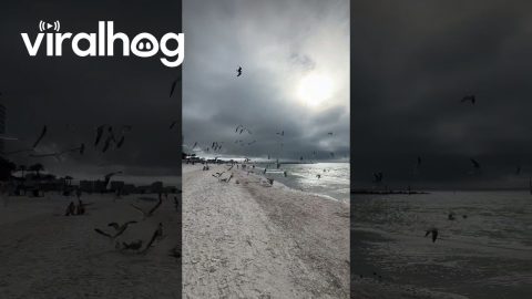 Seagulls Went Savage On Leftovers || ViralHog
