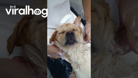 Pampered Pup Receives a Luxurious Bath || ViralHog